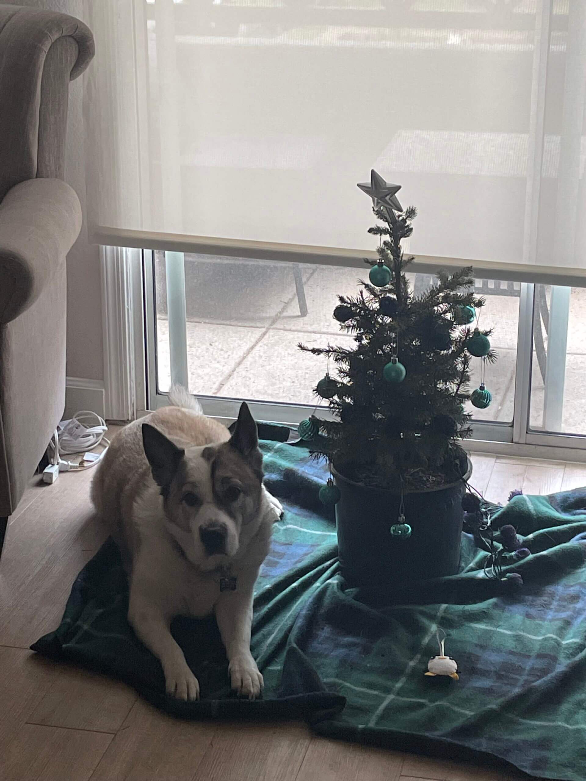 A dog lies on a blanket next to a small potted Christmas tree decorated with teal ornaments and a silver star, positioned by a window with a patio visible outside.